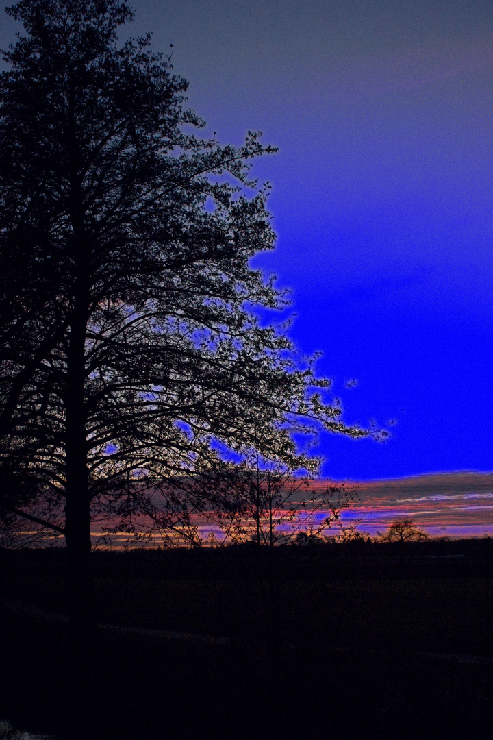 Baum in der Abendstimmung - mit Variationen - Bea 1