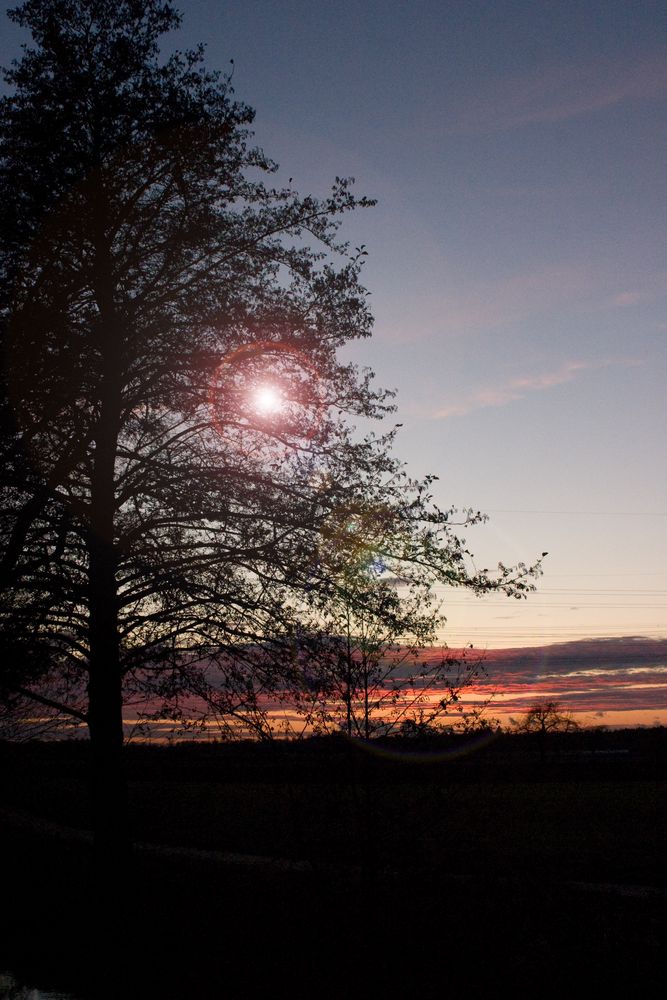 Baum in der Abendstimmung - mit Variationen - Bea 2