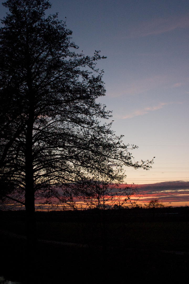 Baum in der Abendstimmung - mit Variationen - original