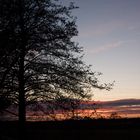 Baum in der Abendstimmung - mit Variationen - original