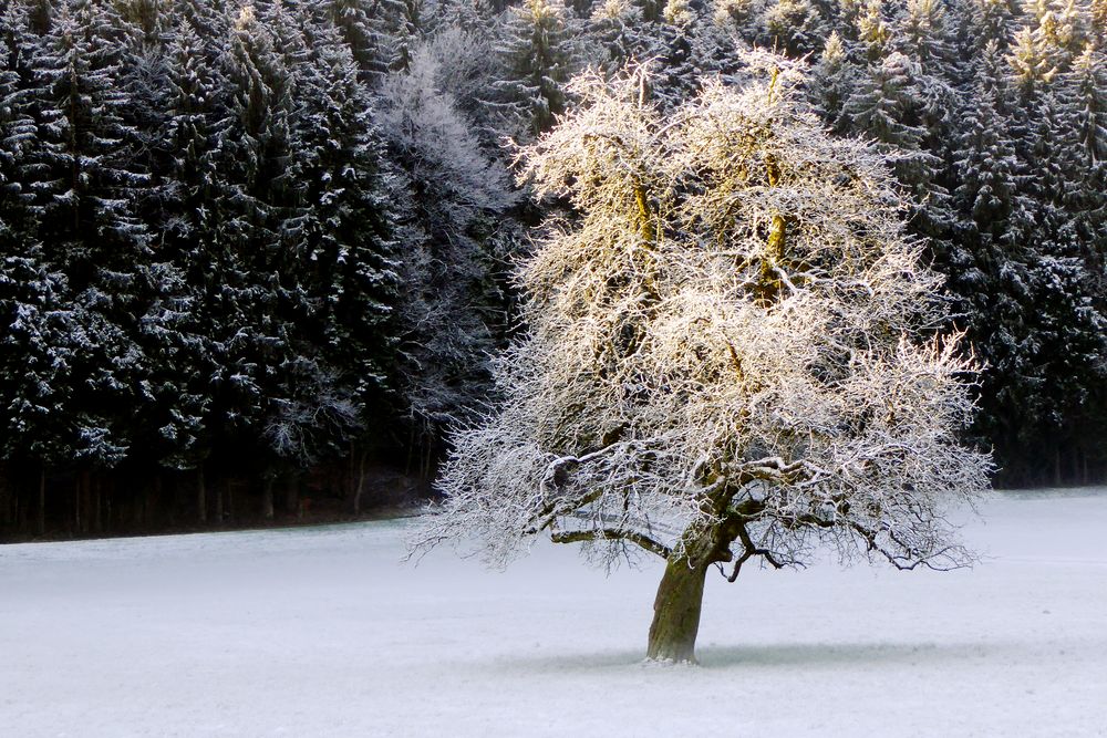 Baum in der aufgehenden Sonne