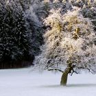 Baum in der aufgehenden Sonne