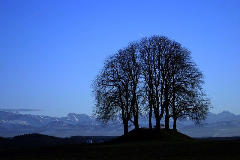 Baum in der blauen Stunde