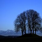 Baum in der blauen Stunde