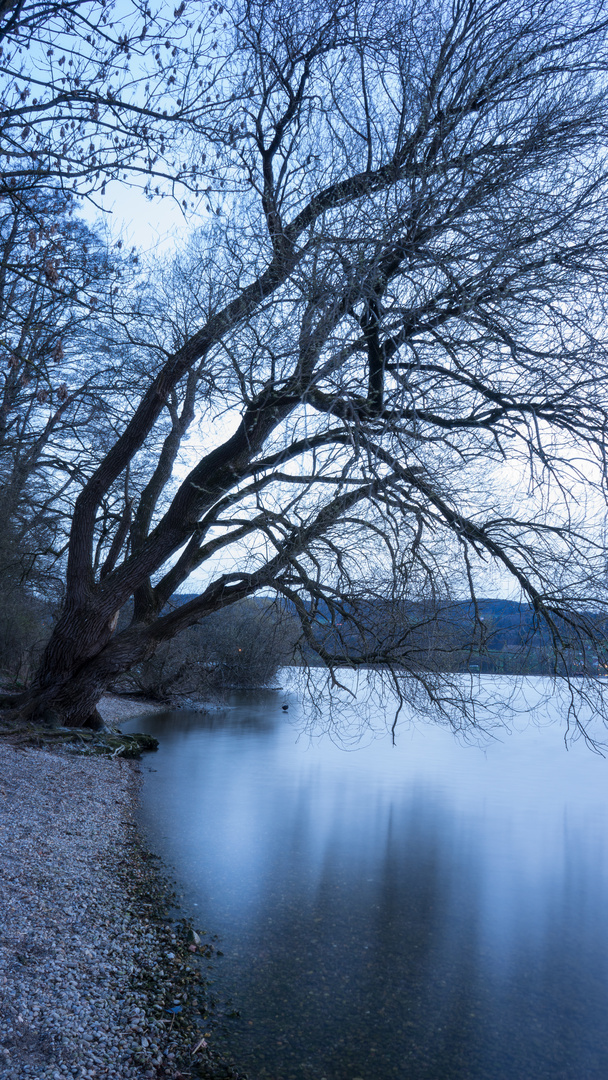 Baum in der blauen Stunde am Greifensee