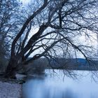 Baum in der blauen Stunde am Greifensee