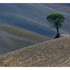 Baum in der Crete