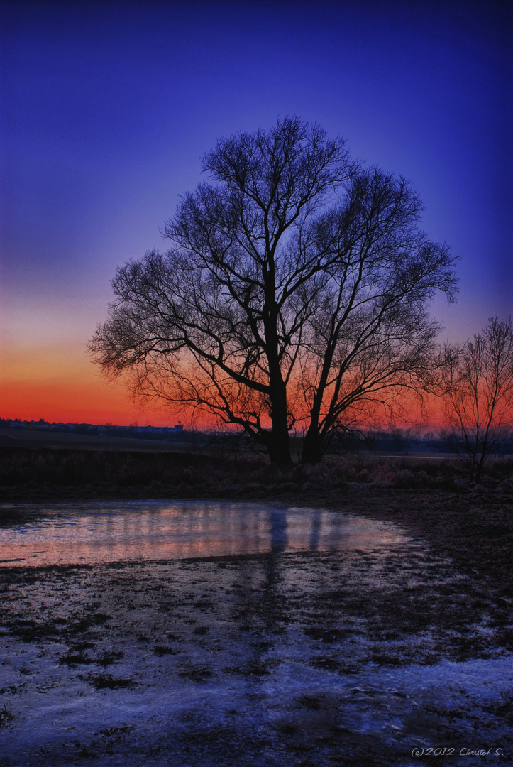 Baum in der Dämmerung