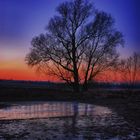 Baum in der Dämmerung