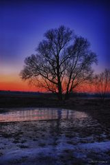 Baum in der Dämmerung