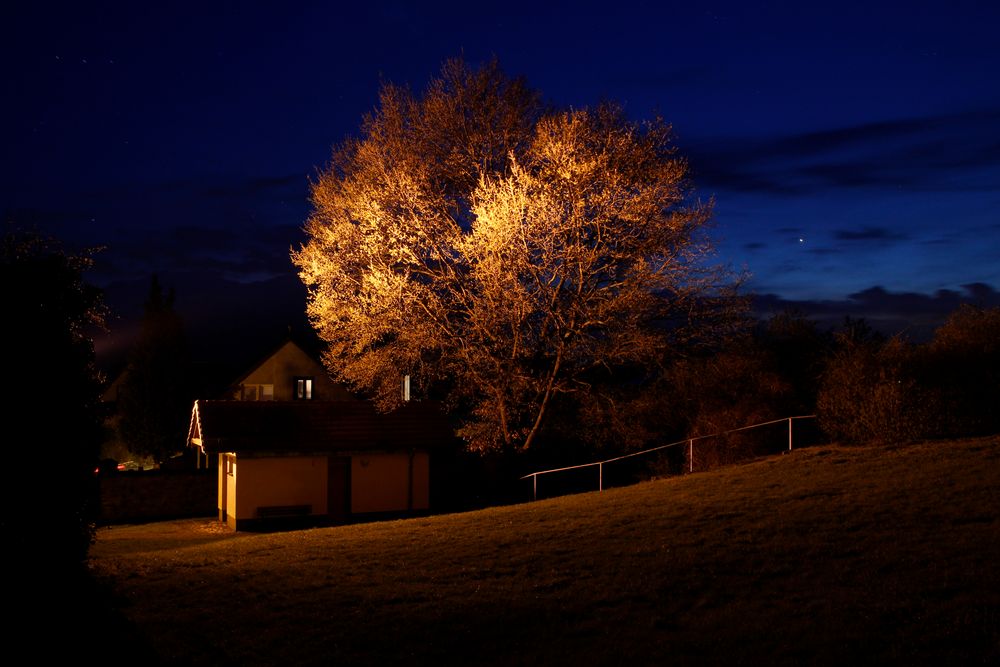 Baum in der Dämmerung