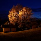 Baum in der Dämmerung