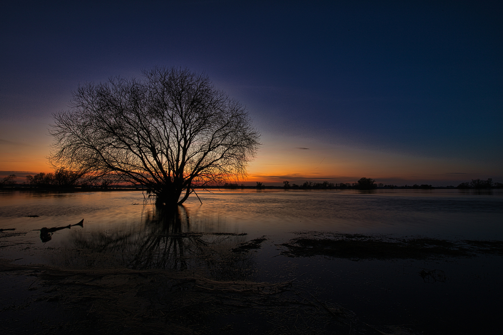 Baum in der Dämmerung..