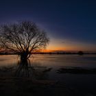 Baum in der Dämmerung..