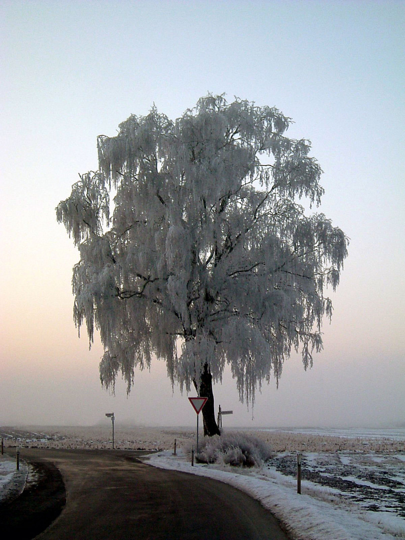 Baum in der Dämmerung