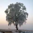 Baum in der Dämmerung