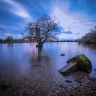 Baum in der Donau