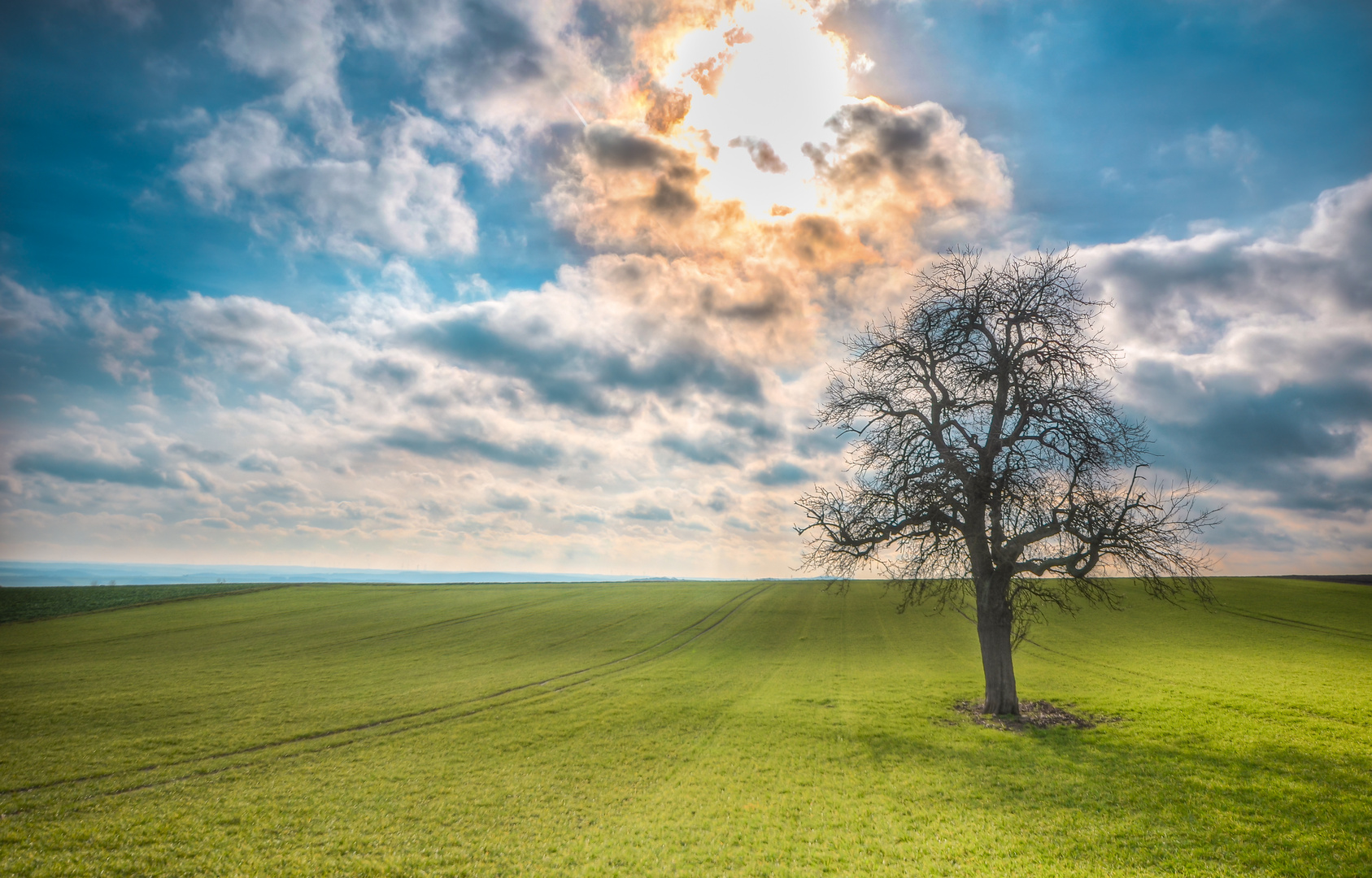 "Baum in der Eifel"