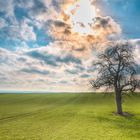 "Baum in der Eifel"