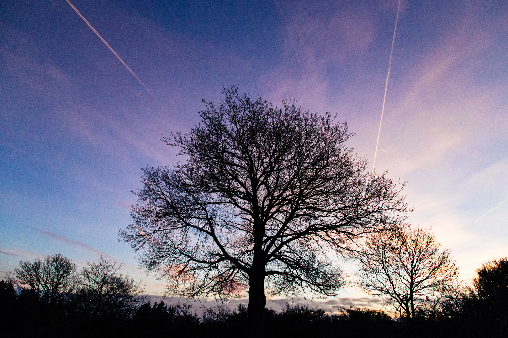 Baum in der Eifel