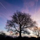 Baum in der Eifel