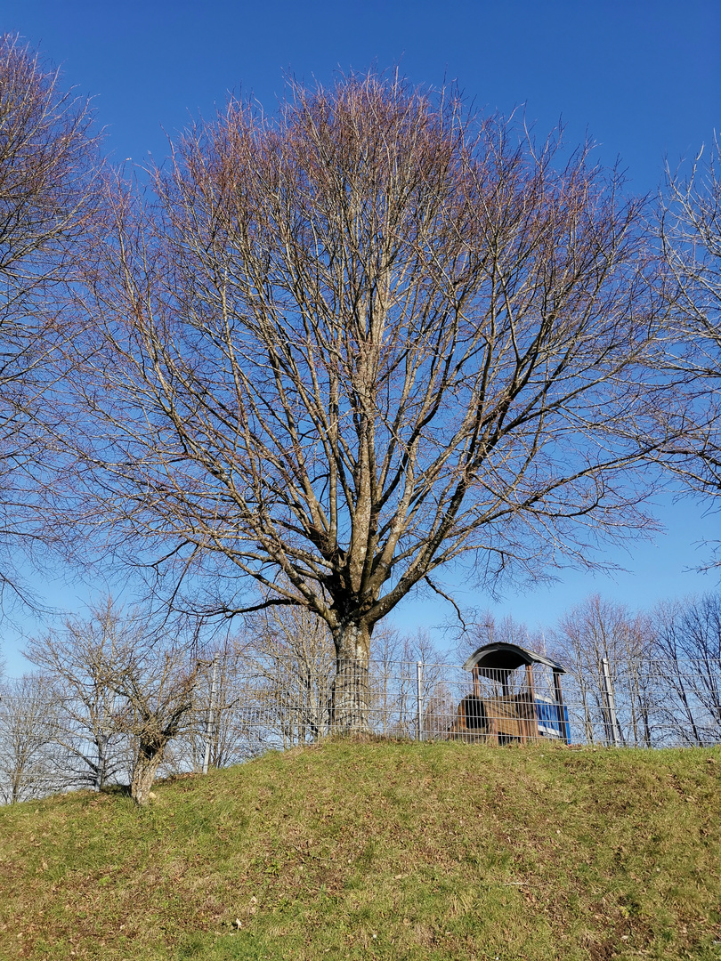 Baum in der Februar Sonne 