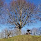 Baum in der Februar Sonne 