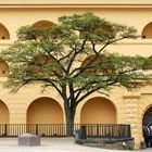 Baum in der Festung