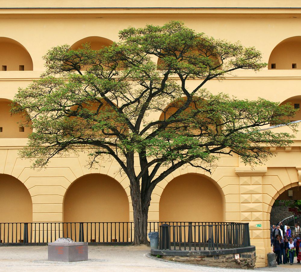 Baum in der Festung