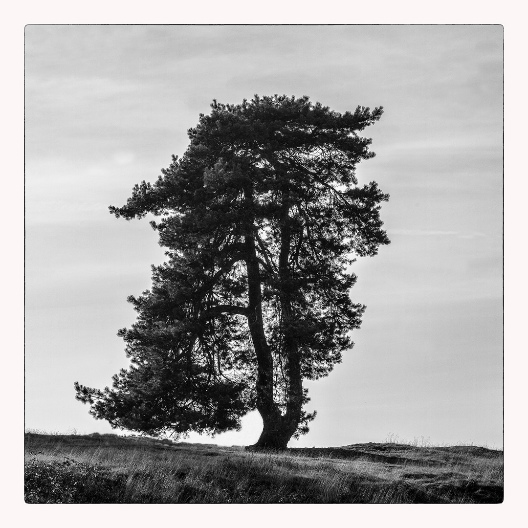 BAUM IN DER HEIDE