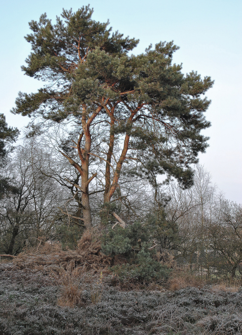 Baum in der Heide