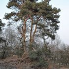 Baum in der Heide