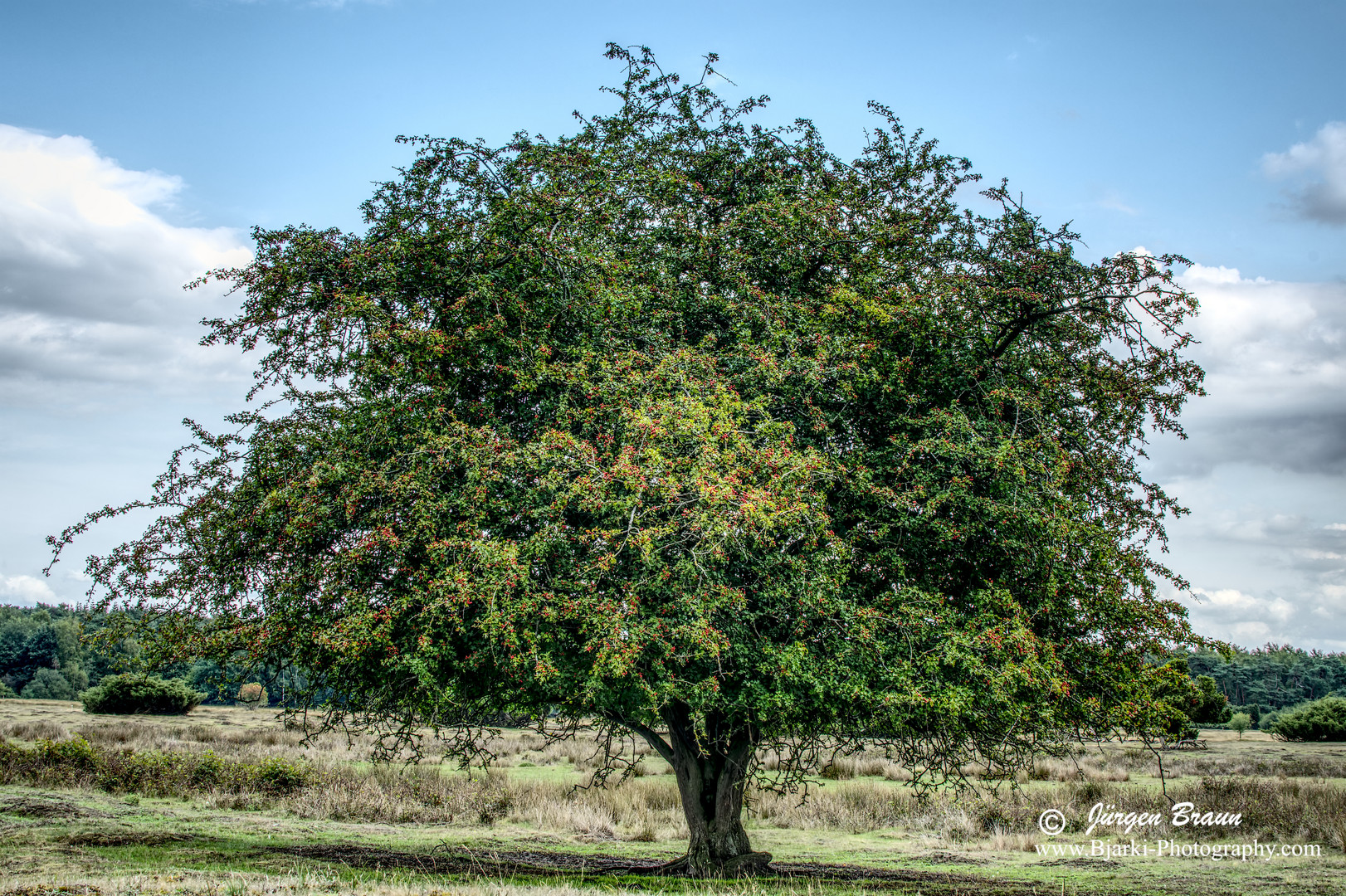 Baum in der Heide