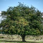 Baum in der Heide