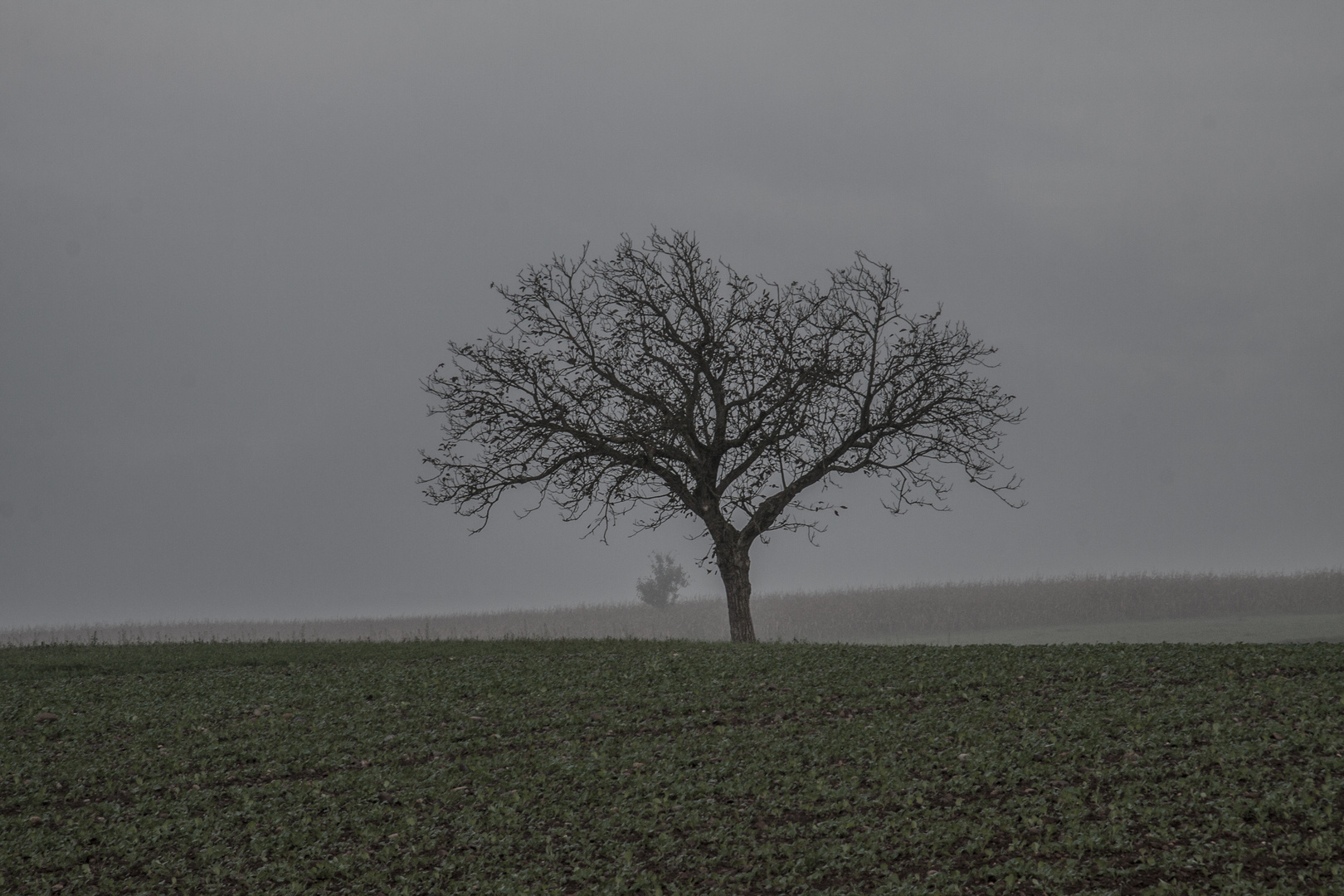 Baum in der Herbstlandschaft