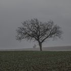 Baum in der Herbstlandschaft