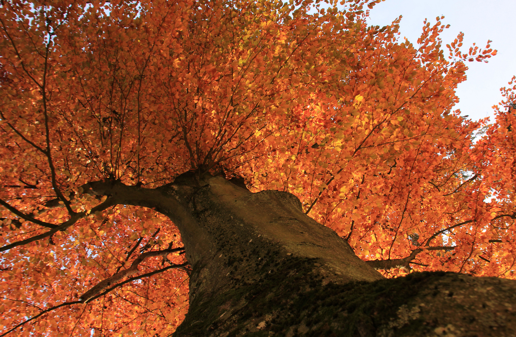 Baum in der Herbstzeit