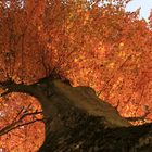 Baum in der Herbstzeit