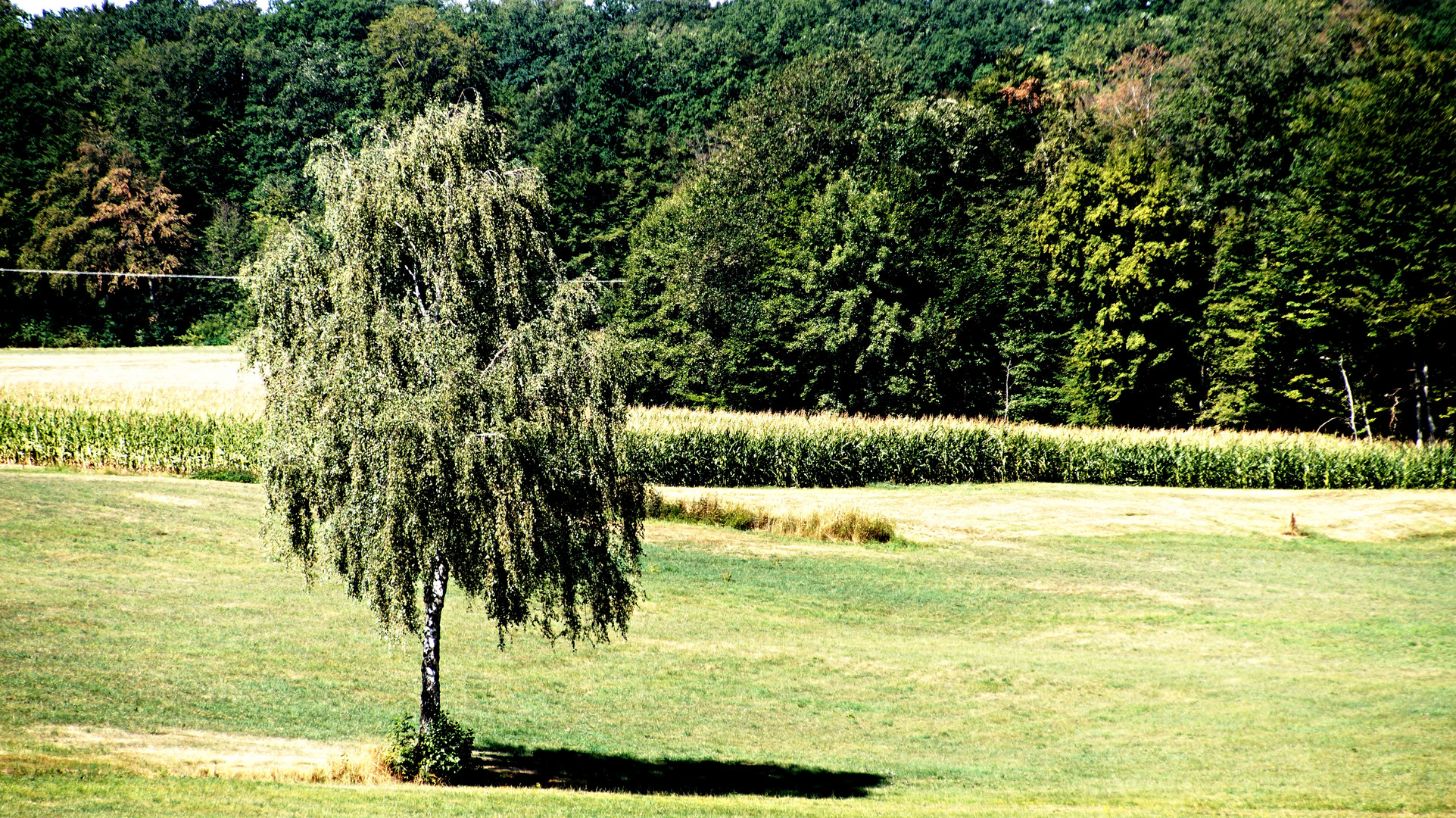 Baum in der hessischen Rhön