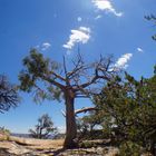 Baum in der Hitze