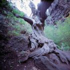 Baum in der Höllenschlucht