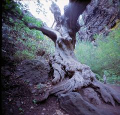 Baum in der Höllenschlucht