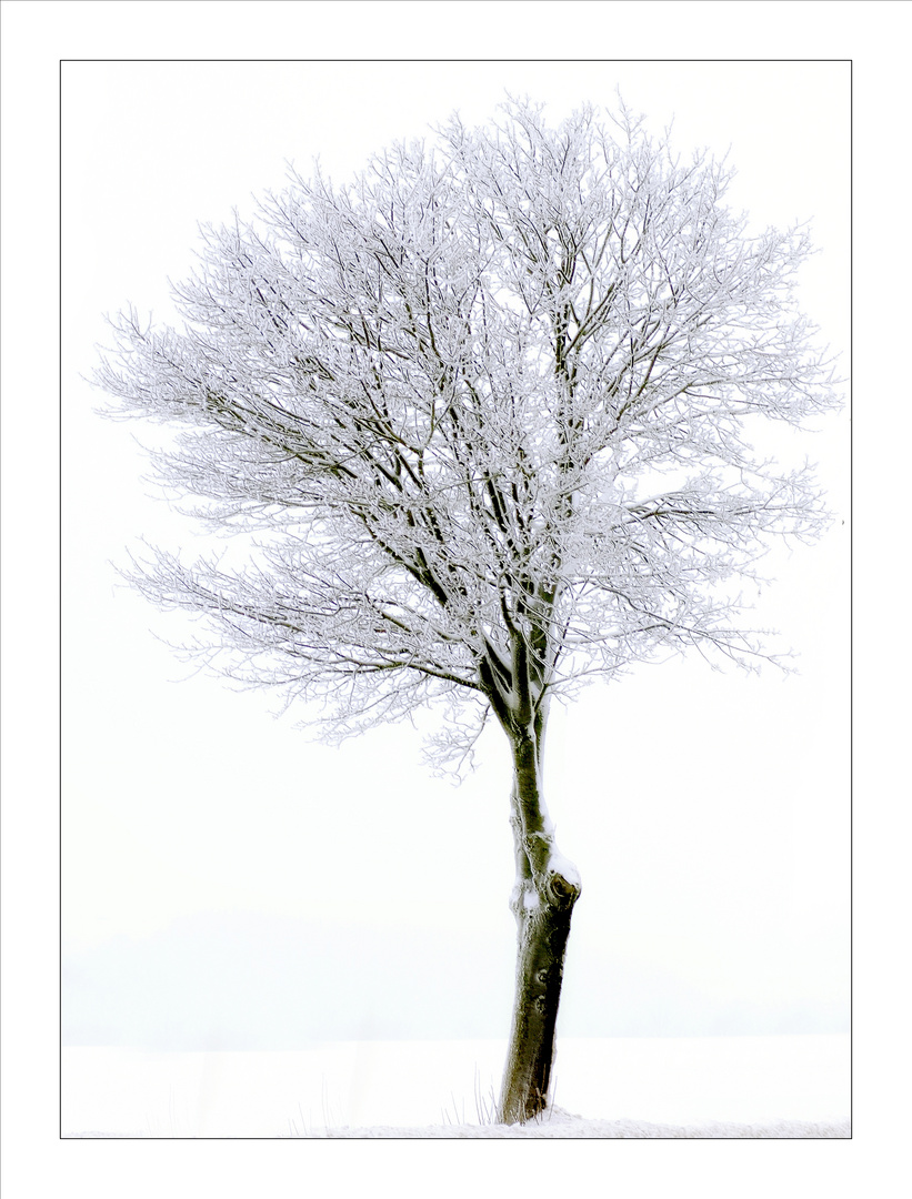 Baum in der Kälte