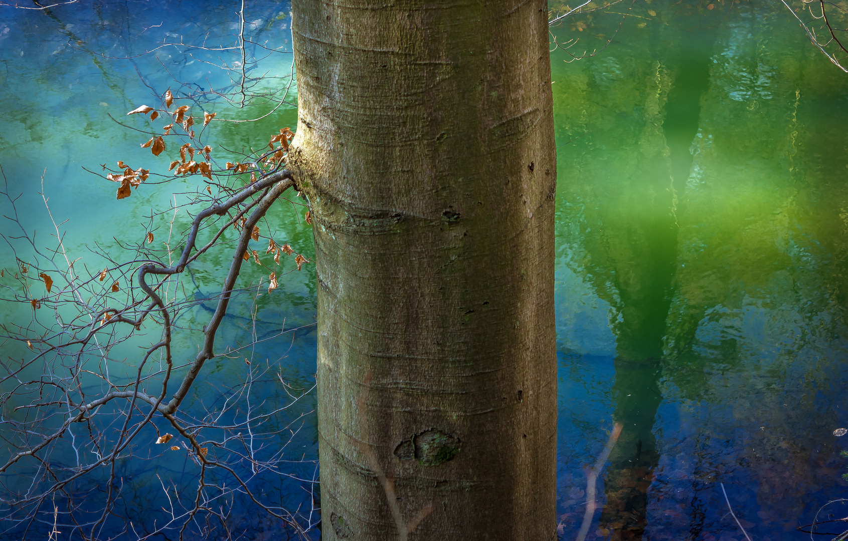 Baum in der Lagune