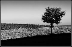 Baum in der Landschaft