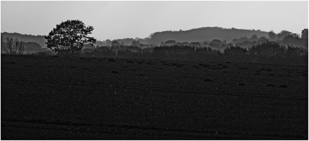 Baum in der Landschaft ...