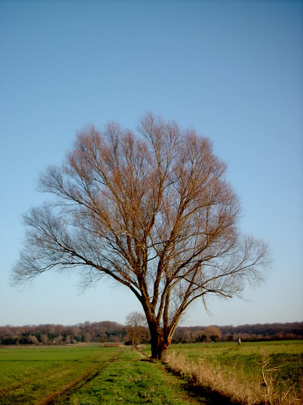 Baum in der Landschaft