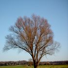 Baum in der Landschaft