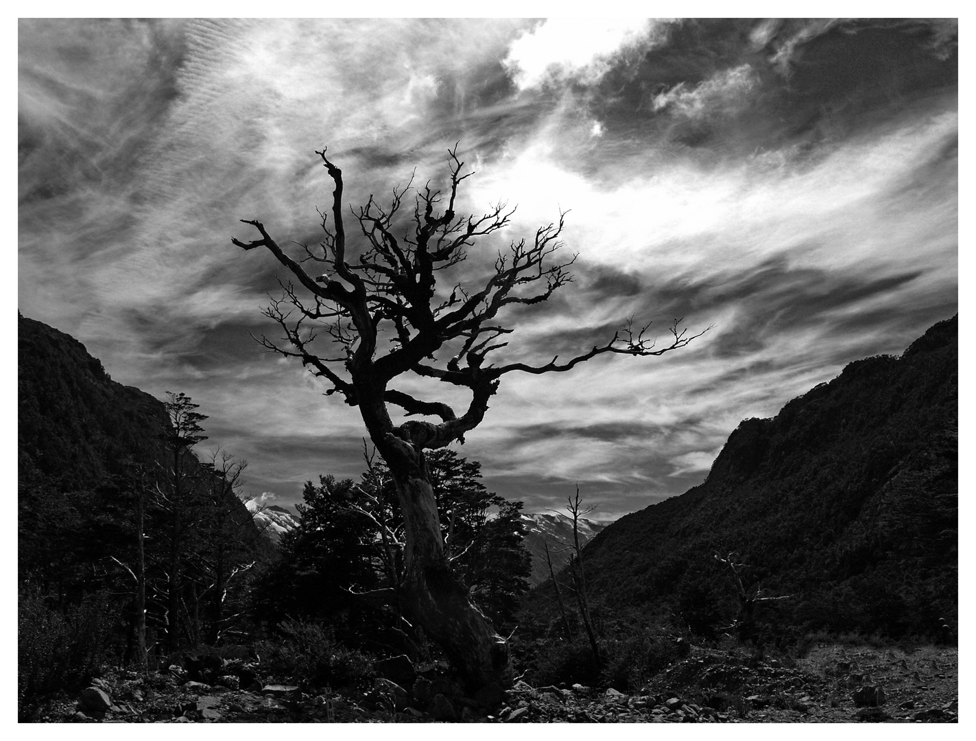 Baum in der Landschaft ...