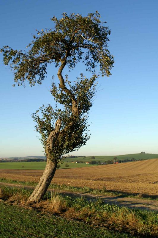 Baum in der Landschaft